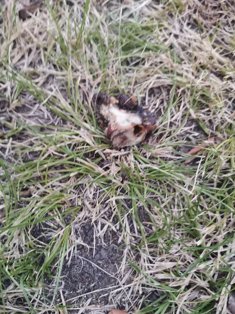 Giftköder-Knochenteile im Gras ausgelegt-Profilbild