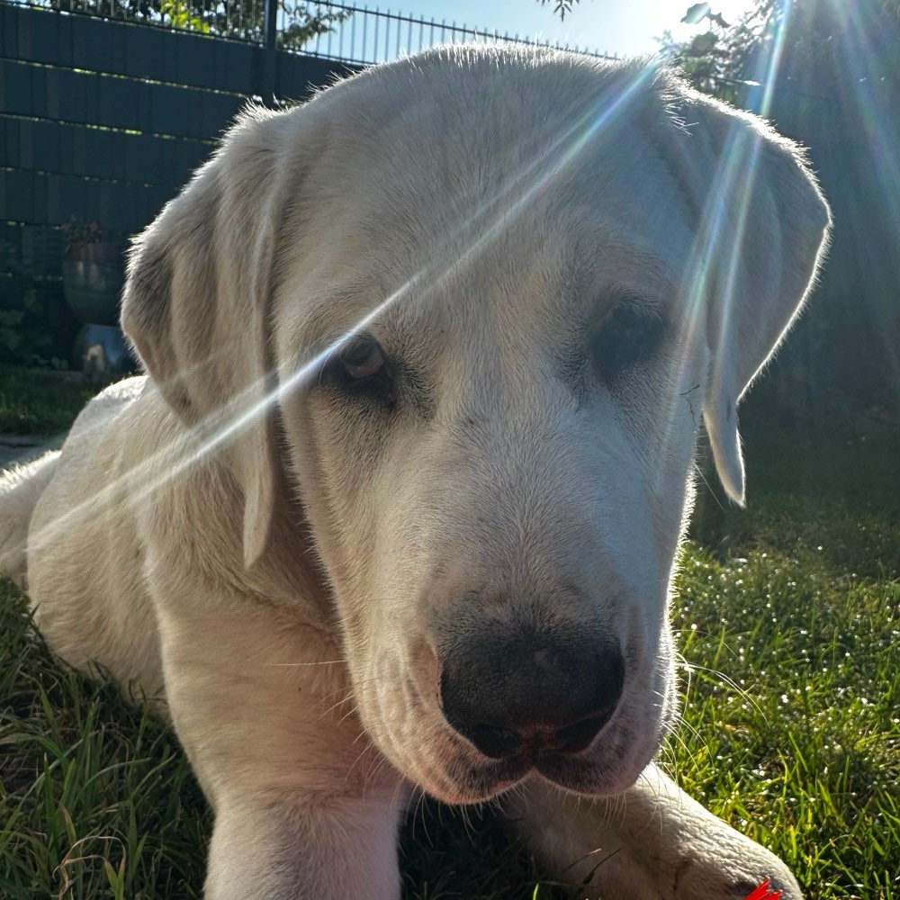 Hundetreffen-Welpentreff in Vechta-Profilbild
