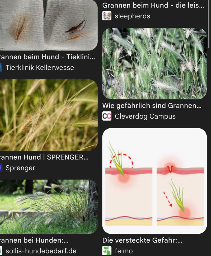 Giftköder-Gefährliche Grannen Pflanzen-Profilbild