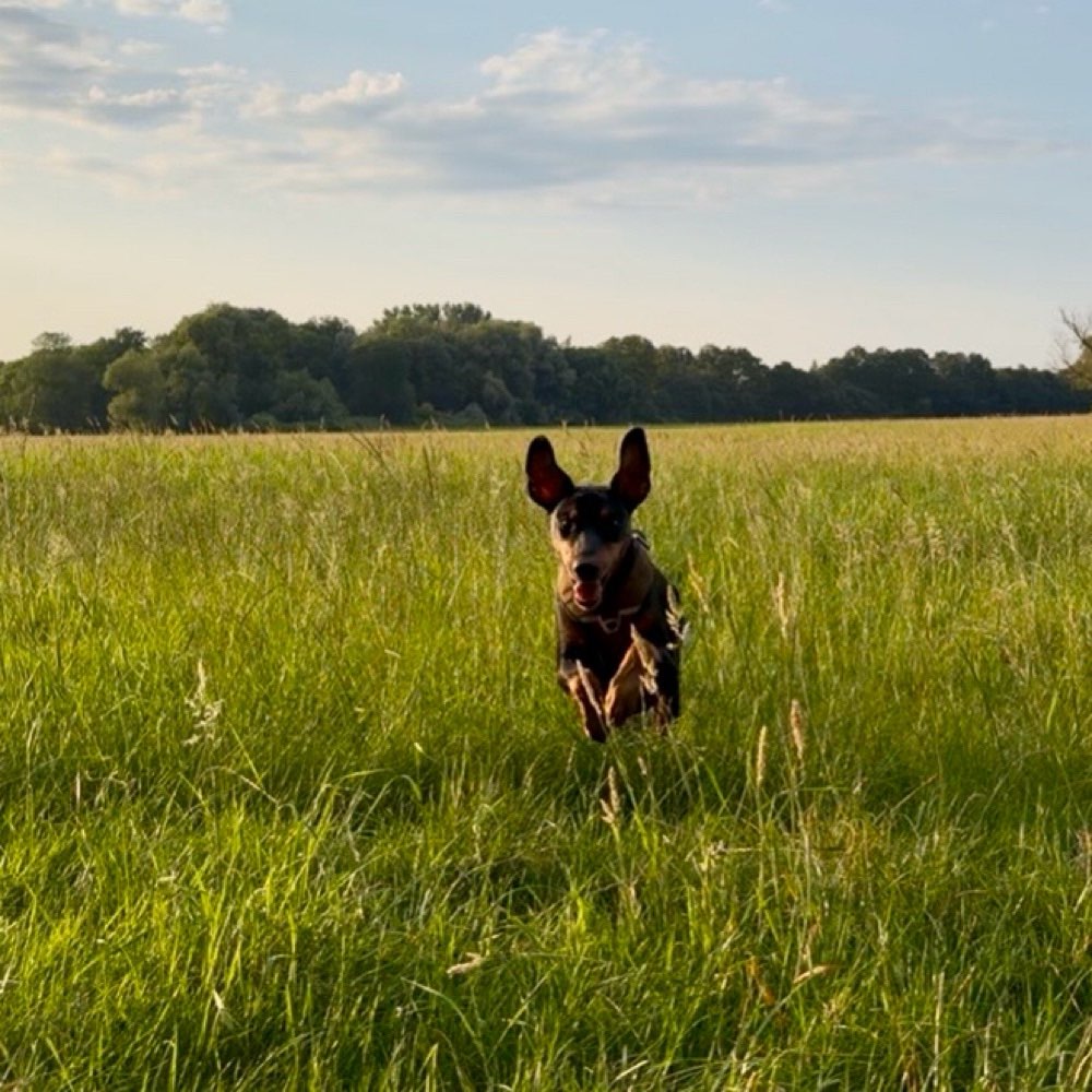 Hundetreffen-Hundetreff auf dem Hundespielplatz in Wildau-Profilbild