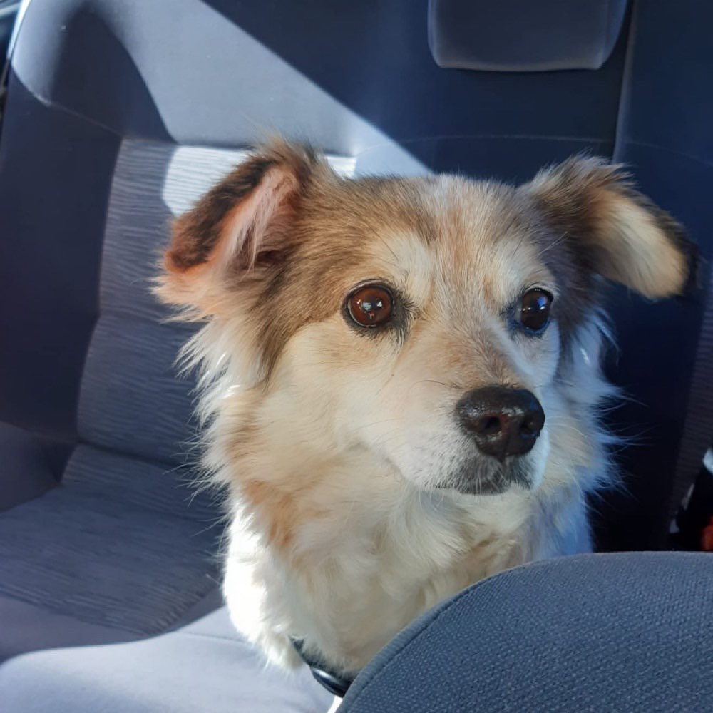 Hundetreffen-Hundetreff Nähe Stadthallengarten-Profilbild