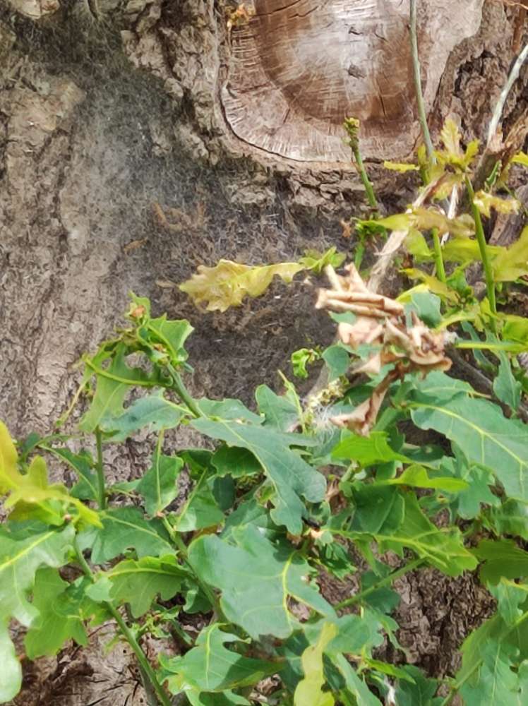 Giftköder-Eichenprozessionsspinner-Profilbild