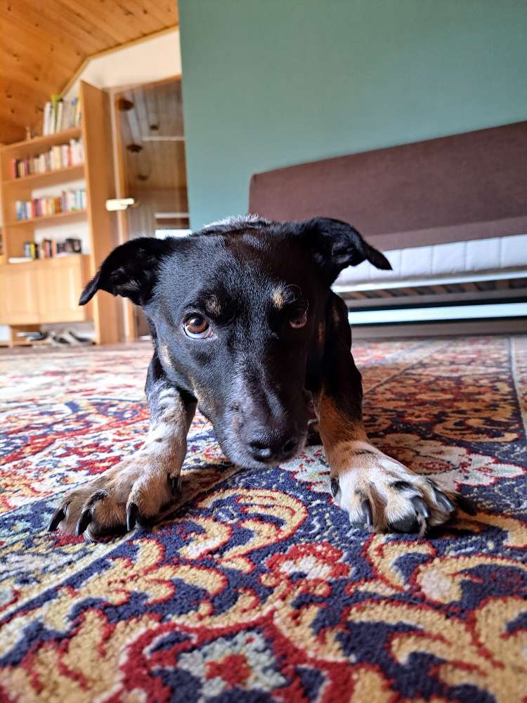 Hundetreffen-Mogli sucht Freunde-Profilbild