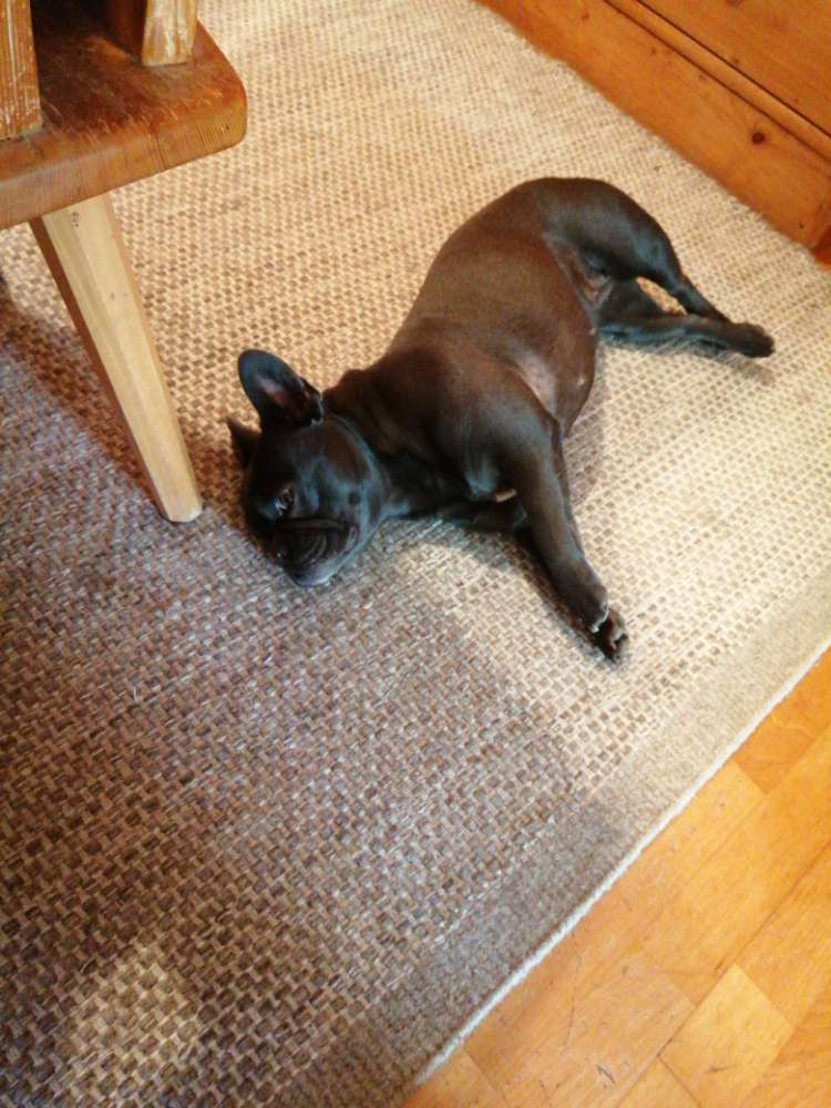 Hundetreffen-Gassi gehen mit Franz. Bulldogge1-Profilbild