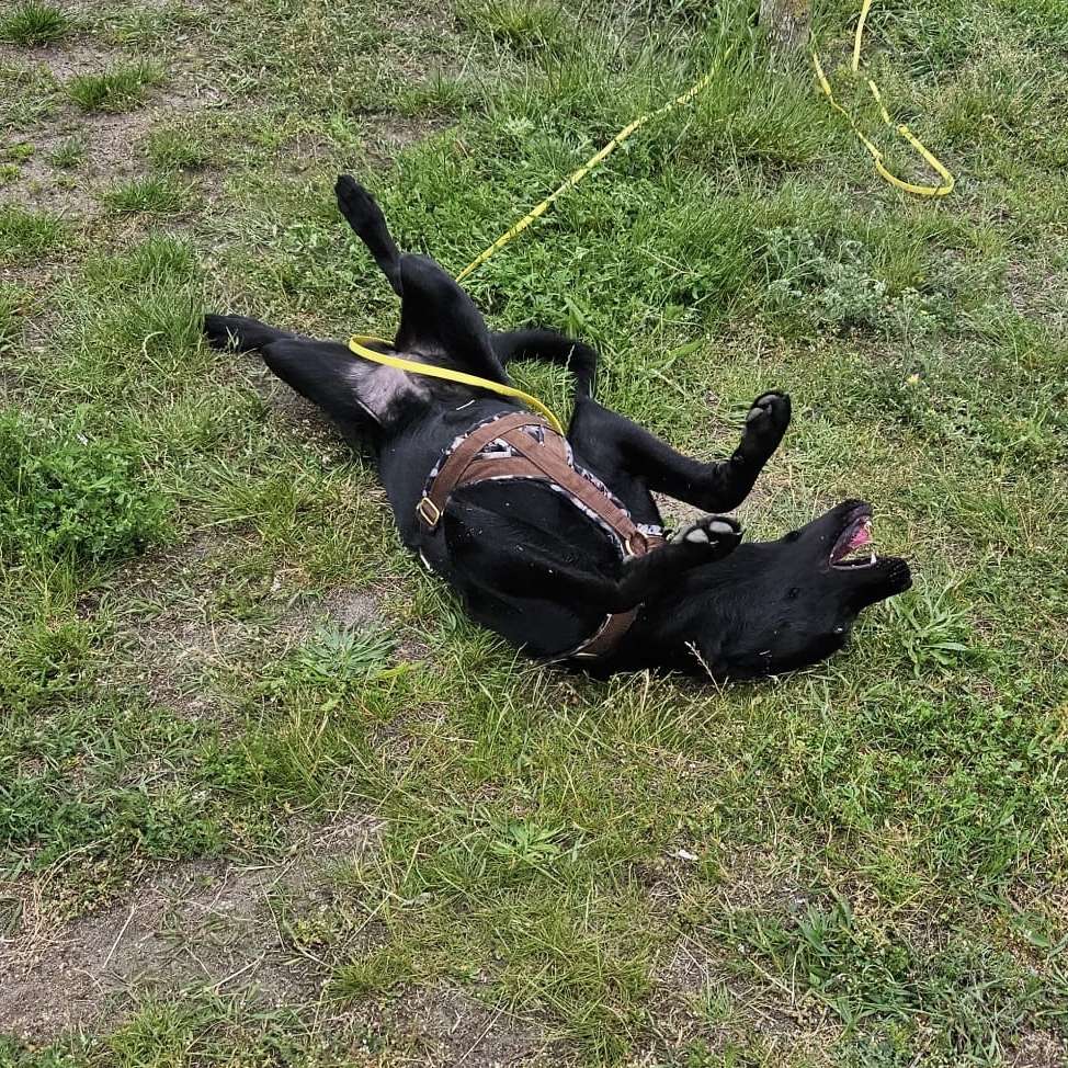 Hundetreffen-Schnupperkurs am Biesdorfsee-Profilbild
