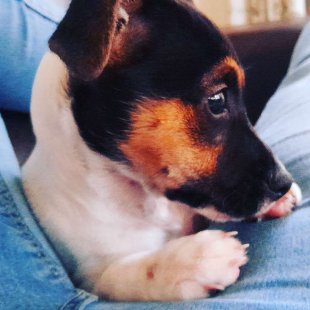 Hundetreffen-Welpentreffen kleine Rassen-Profilbild