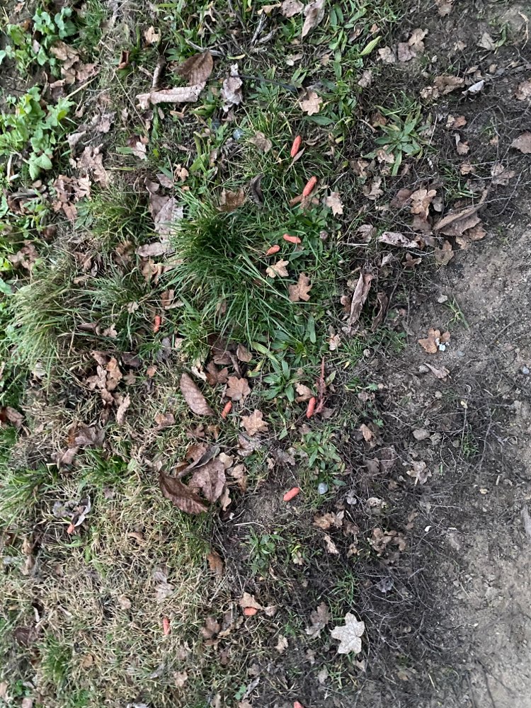 Giftköder-Verdacht auf Giftköder-Profilbild