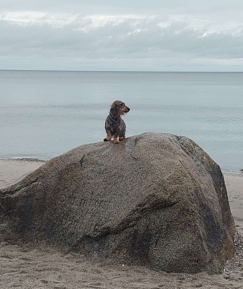 Hundetreffen-Dackelfreunde Preetz  Bordesholm Barkauer Land-Profilbild