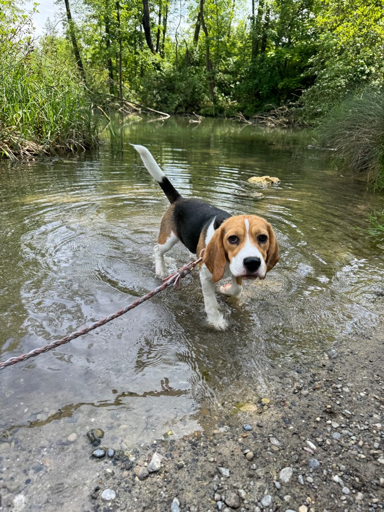 Hundetreffen-Suche neue Freunde 🐶 (Spieldates oder Gassirunde)-Profilbild