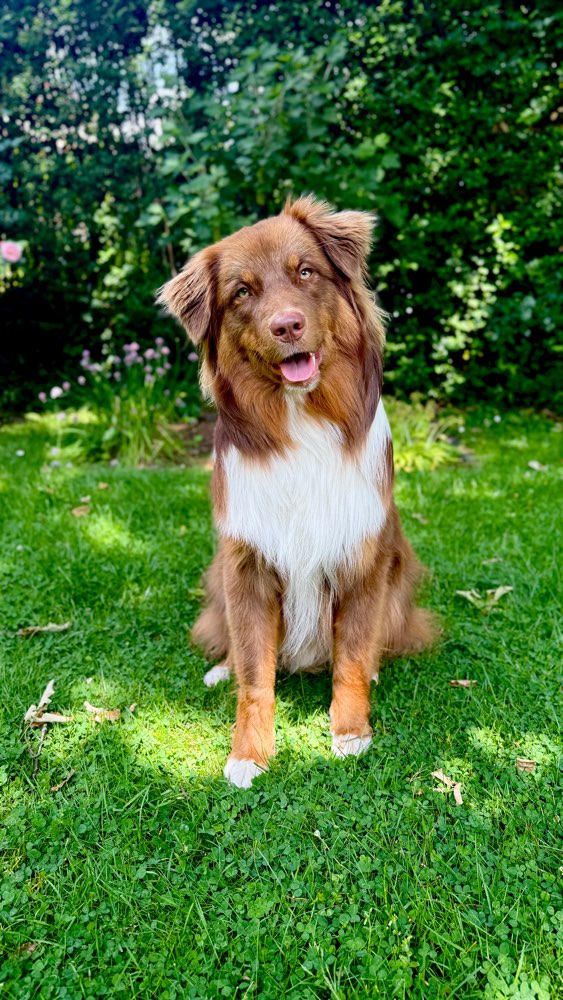 Hundetreffen-Gassi Runden in Bochum Weitmar-Profilbild