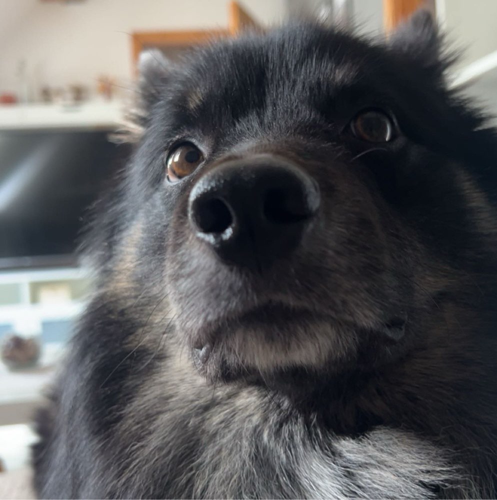 Hundetreffen-Mantrailing-Profilbild