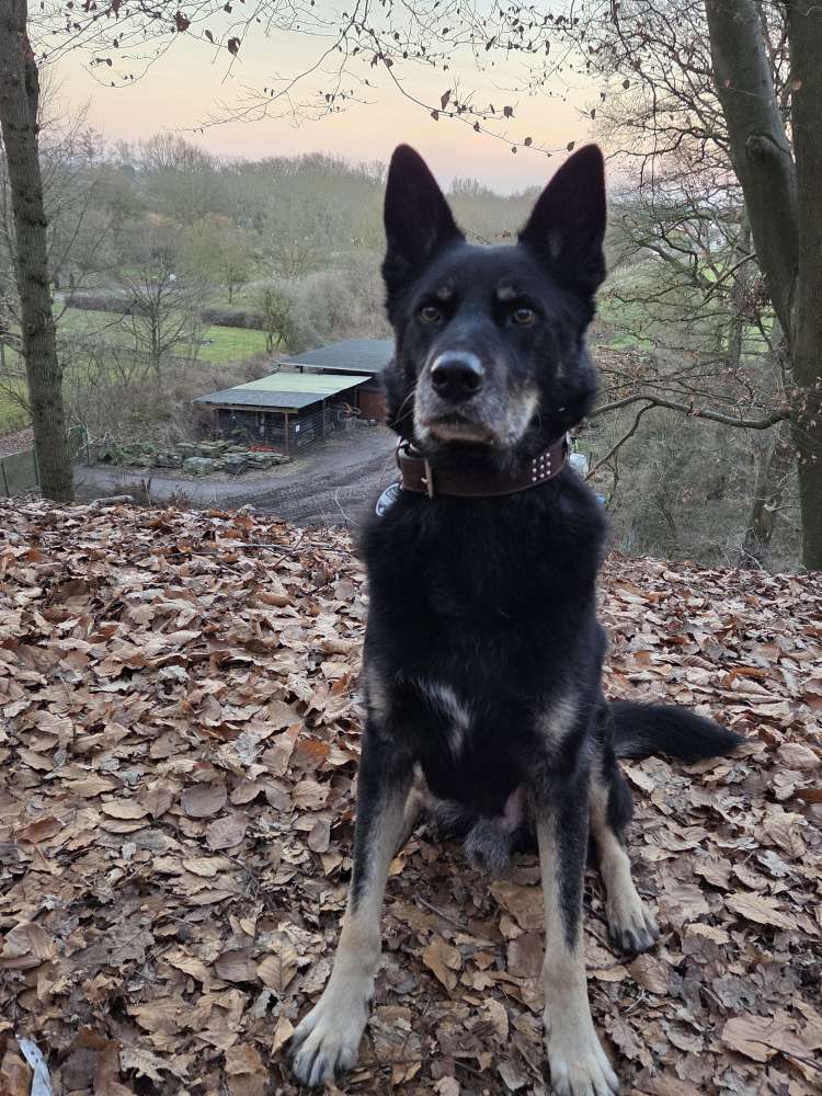 Hundetreffen-Gassirunden-Profilbild