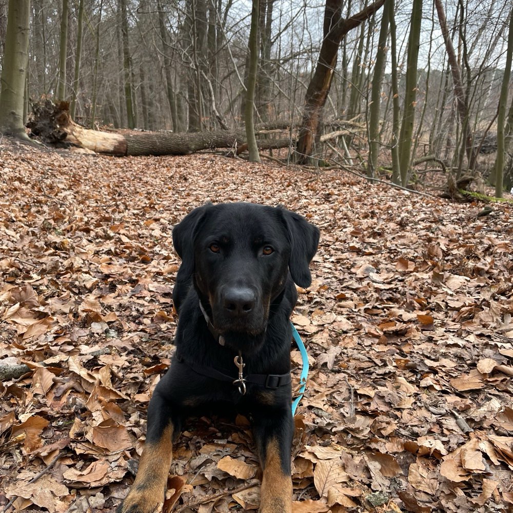 Hundetreffen-Hundefreunde gesucht-Profilbild