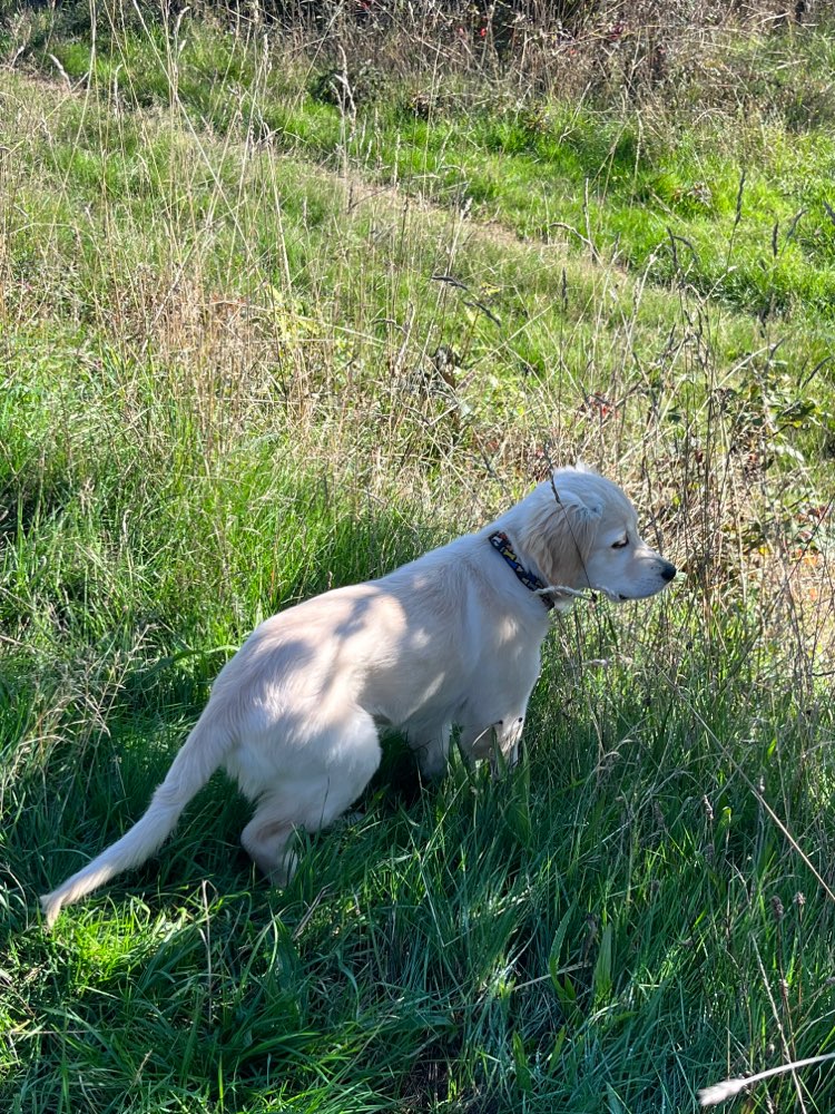 Hundetreffen-Welpe sucht Spielkumpels-Profilbild