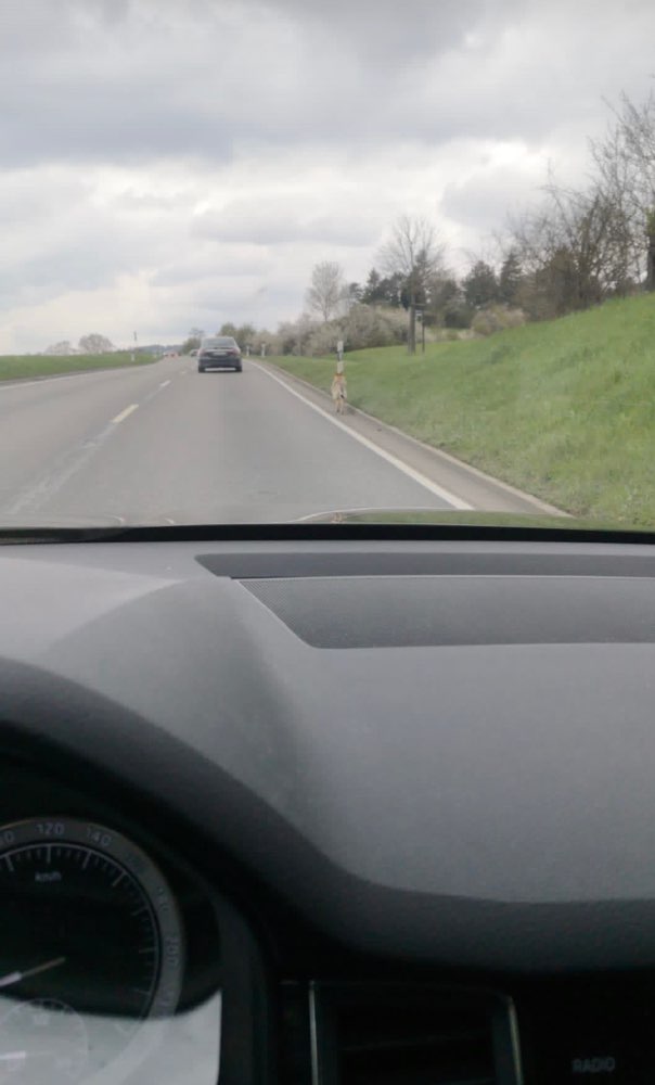 Giftköder-Mögliche Wolf Sichtung-Profilbild