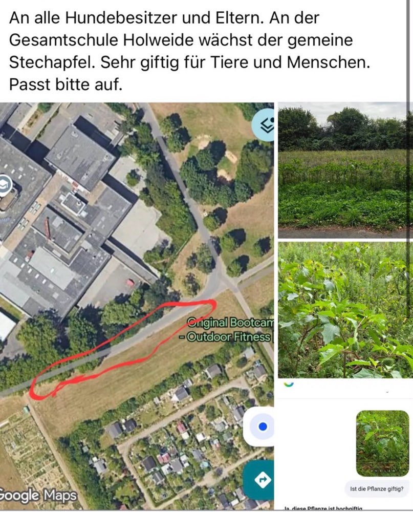 Giftköder-Gemeine Stechapfel (giftig!)-Profilbild
