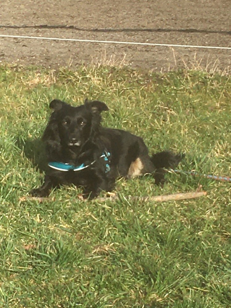 Hundetreffen-Hundefreund gesucht-Profilbild