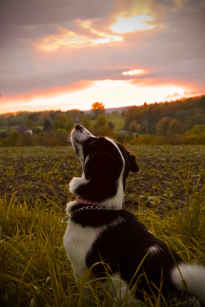Hundetreffen-Junge Terrier Mix Hündin sucht Terrier (Mix)-Profilbild