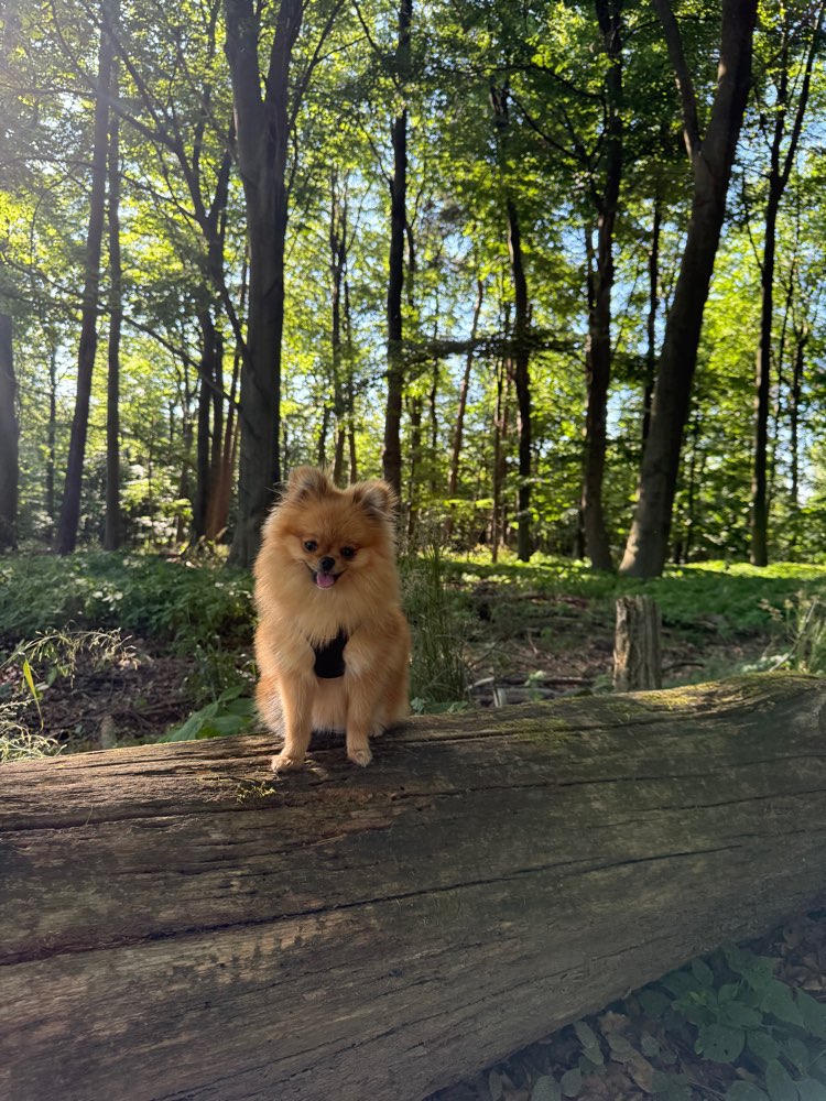 Hundetreffen-Gassirunde / Spielen-Profilbild