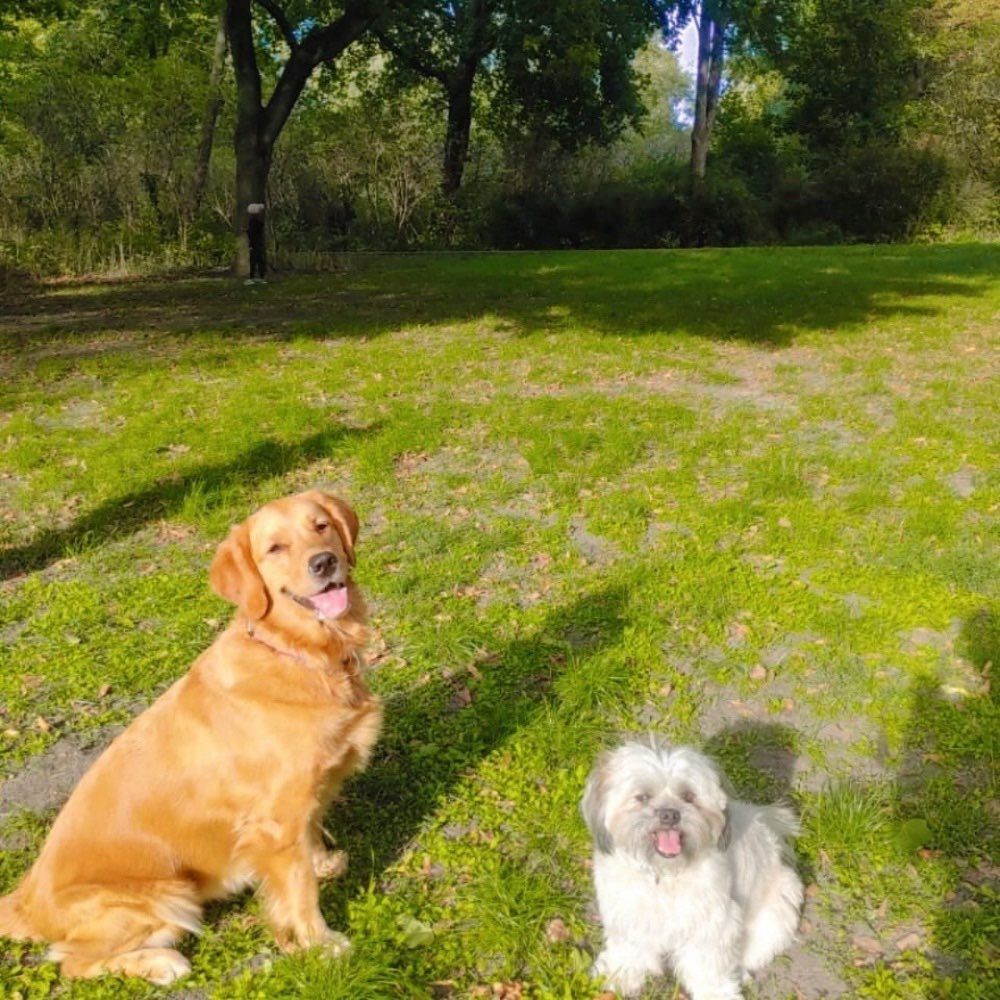 Hundetreffen-Weekend walk with us and our furry babies-Profilbild