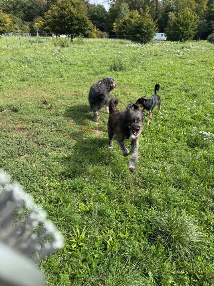 Hundetreffen-Sascha möchte freundliche energiefreudige Mitspieler treffen-Profilbild