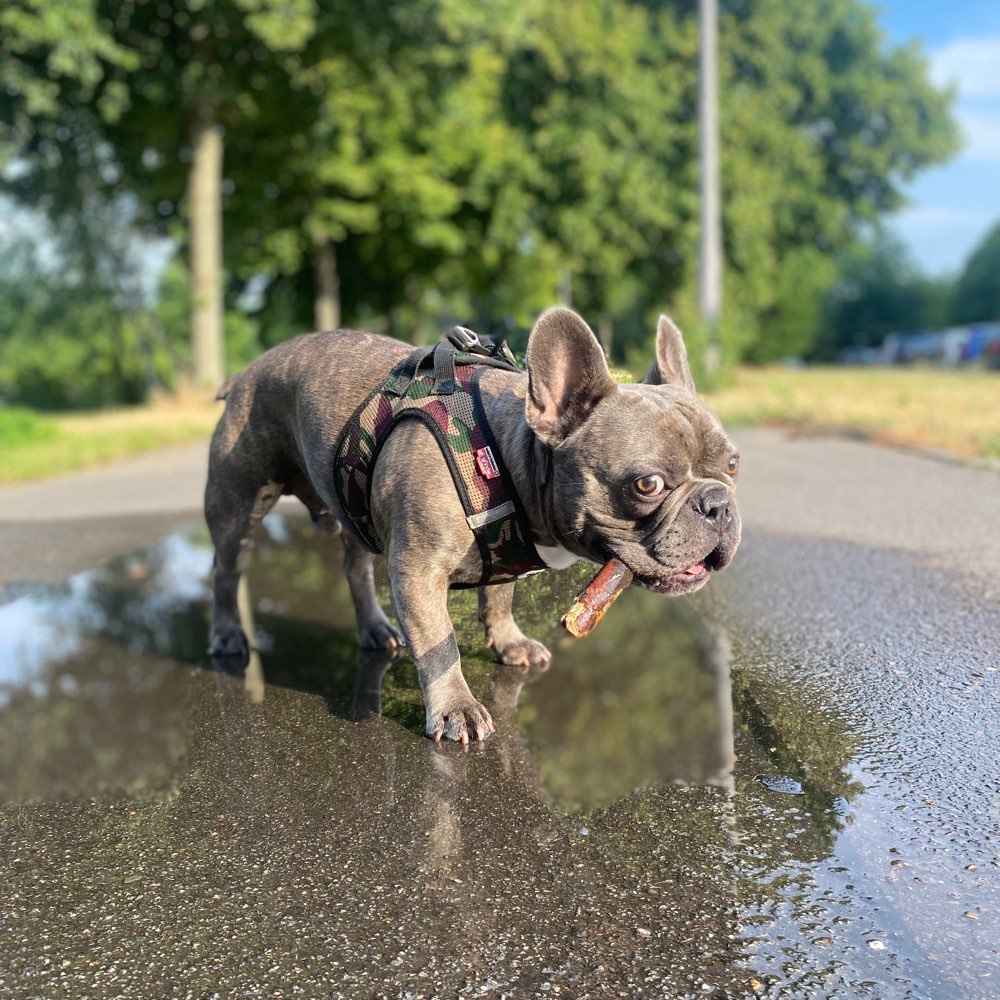 Hundetreffen-Spielerunde in Hohenschönhausen-Profilbild