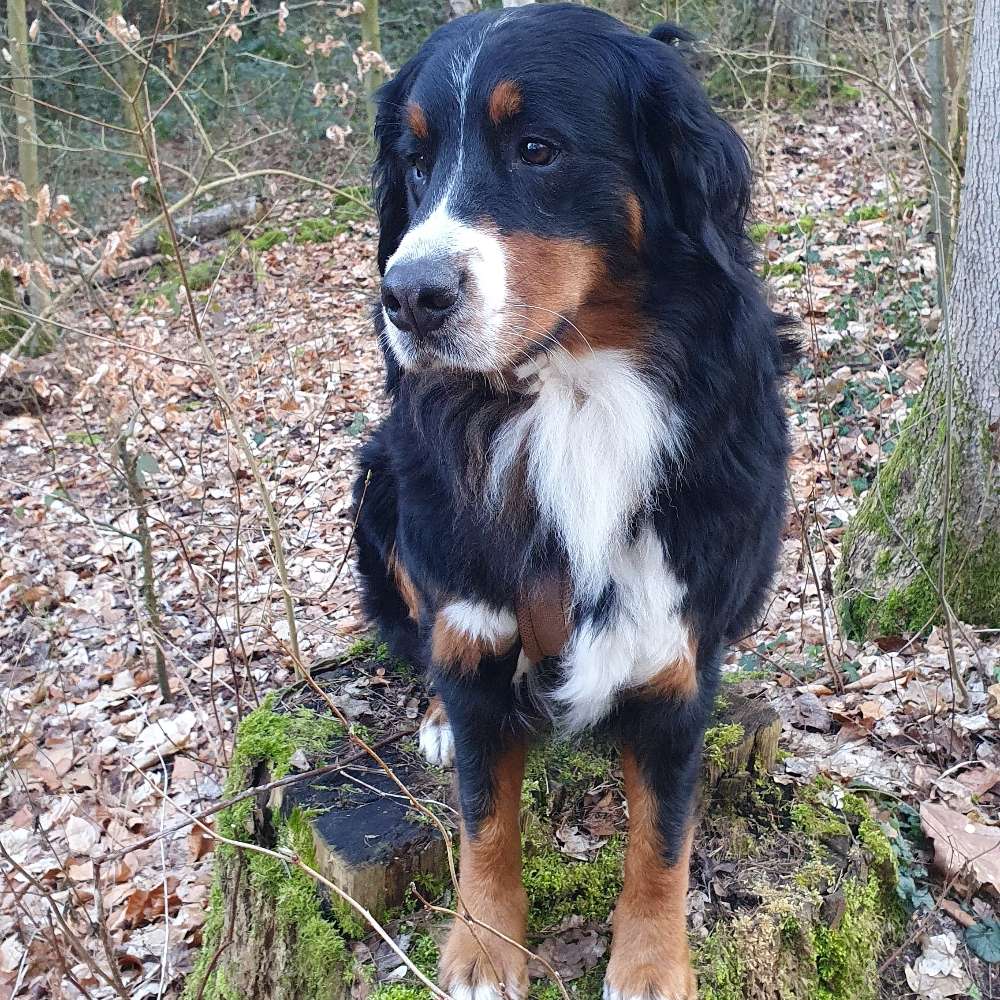 Hundetreffen-Dog walks-Profilbild