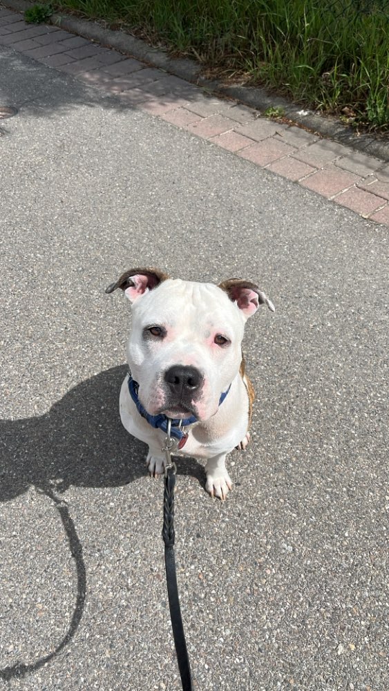 Hundetreffen-Social walk-Profilbild