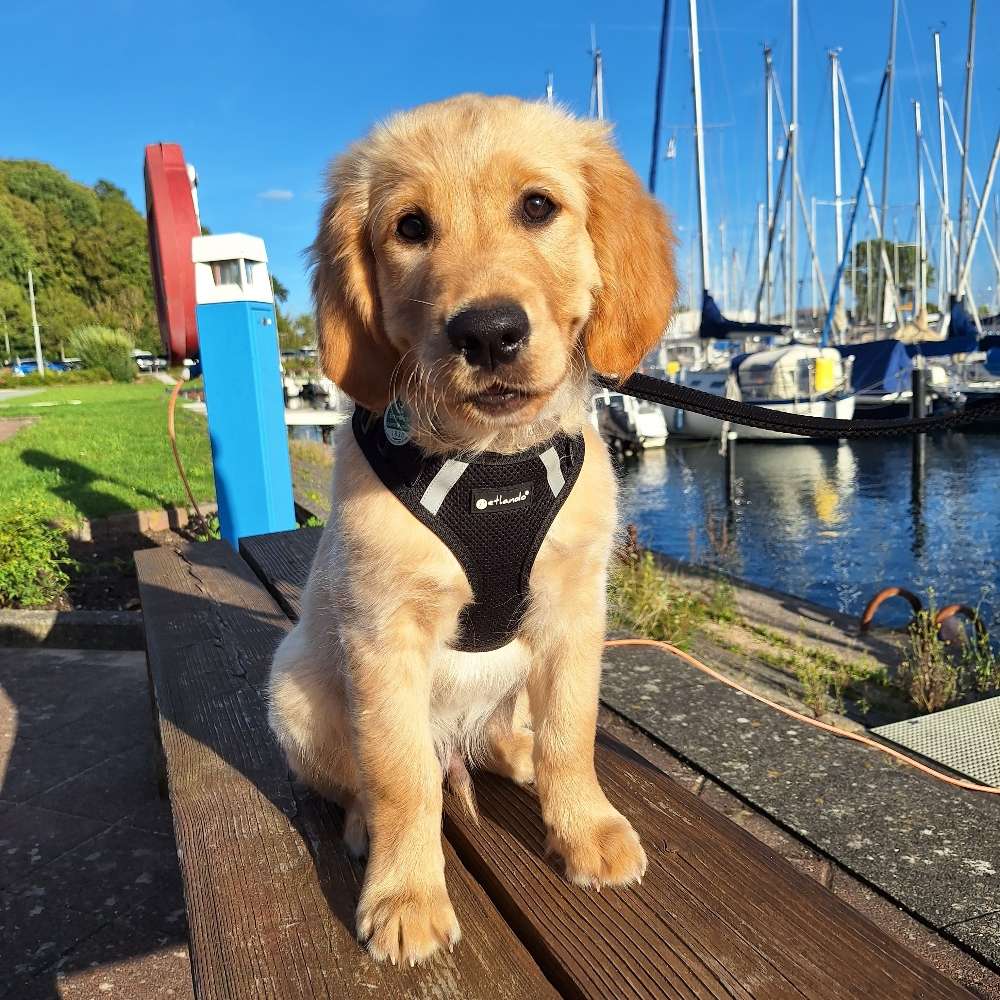 Hundetreffen-Pelle sucht Welpen/Junghunde zum Spielen-Profilbild