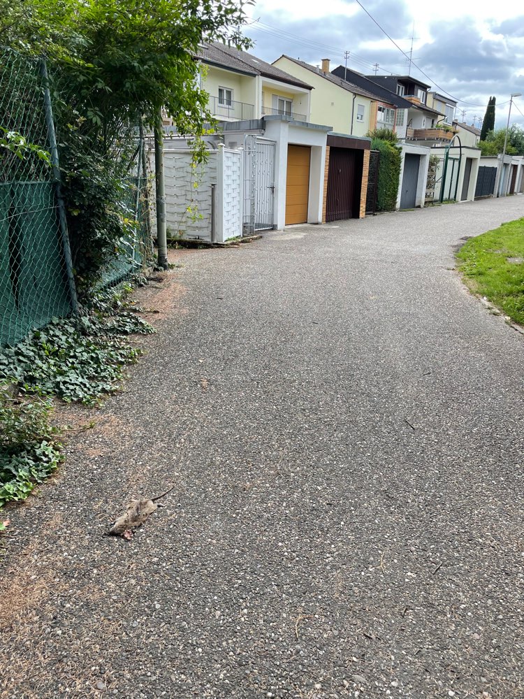 Giftköder-Totes Tier-Profilbild