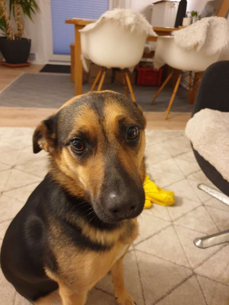 Hundetreffen-Spiel und Spaziergangsbuddy-Profilbild