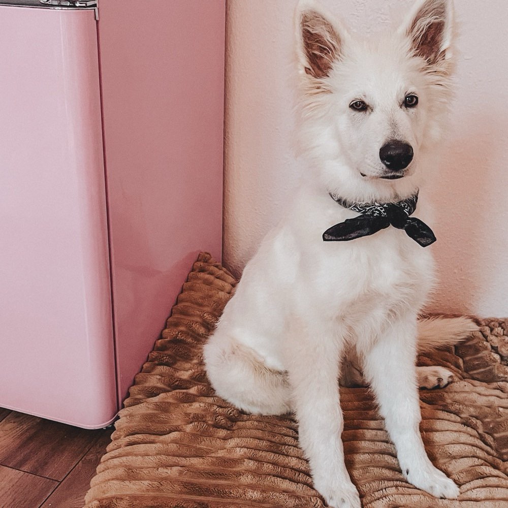 Hundetreffen-Gizmo sucht souveränen Buddy-Profilbild