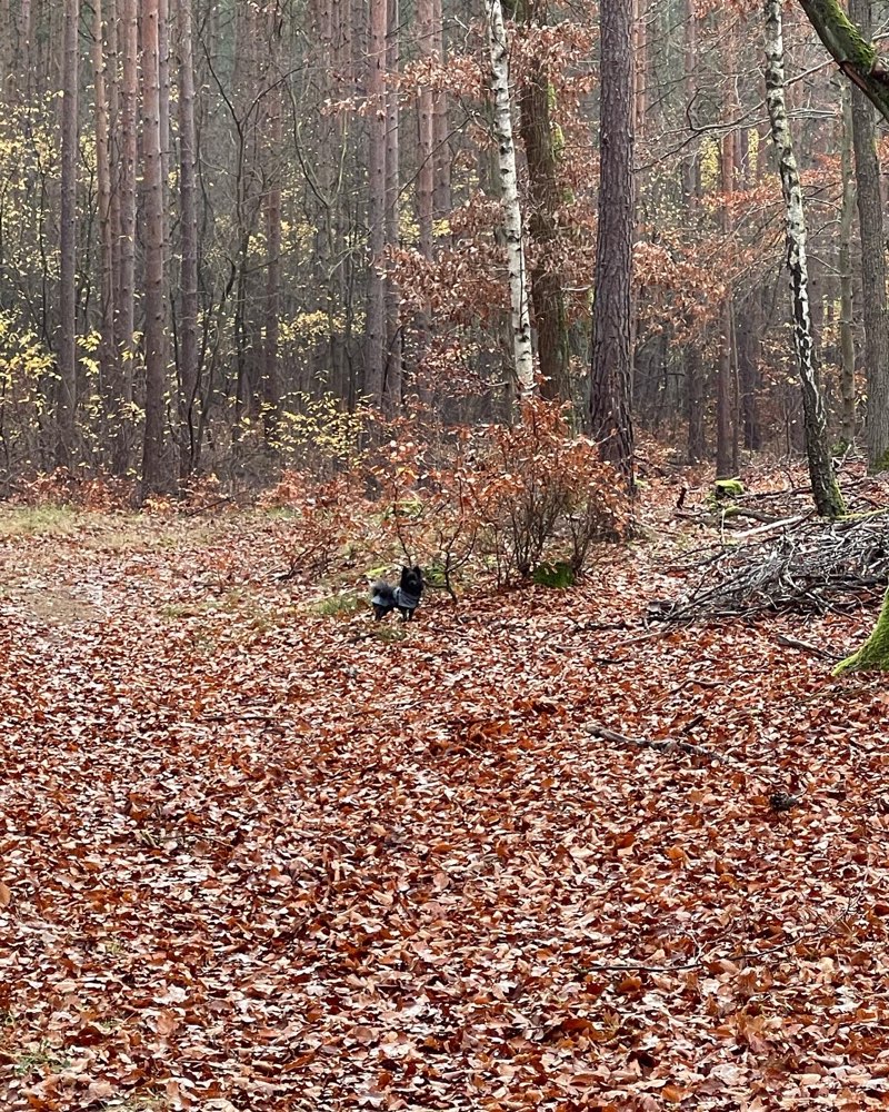 Hundetreffen-Gassi Runde für die kleinen Vierbeiner-Profilbild