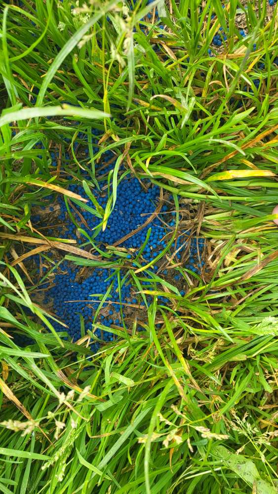 Giftköder-Rattengift-Profilbild