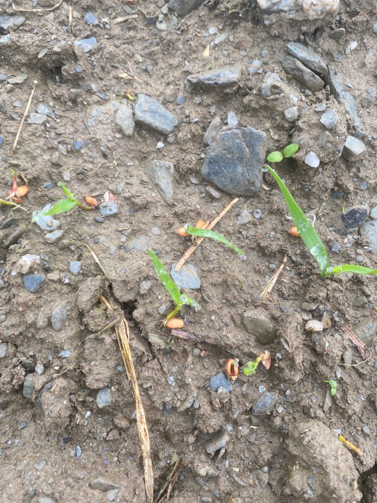 Giftköder-Gebeizter Weizen-Profilbild