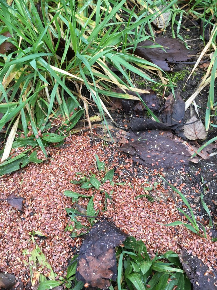 Giftköder-Verteilte Samen, Giftweizen/Rattengift?-Profilbild