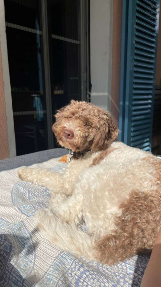 Hundetreffen-Regelmäßige Hundebetreuung gesucht-Profilbild