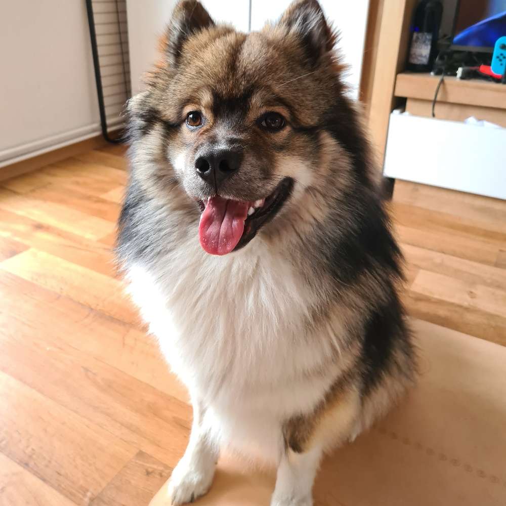 Hundetreffen-Hundetreffen-Profilbild