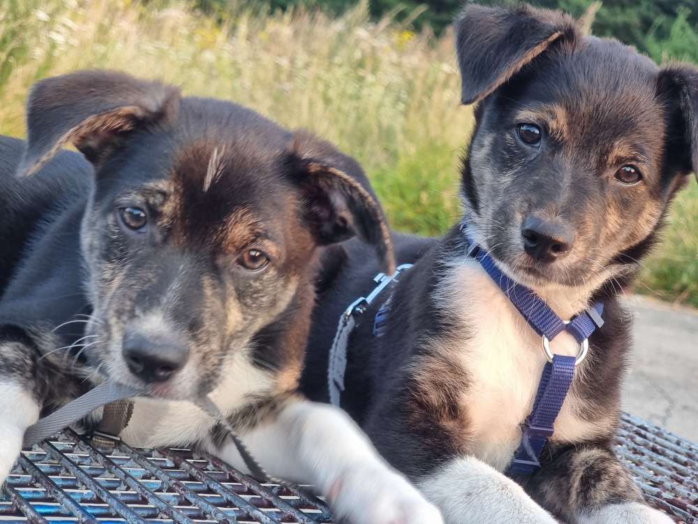 Hundetreffen-Welpentreff-Profilbild