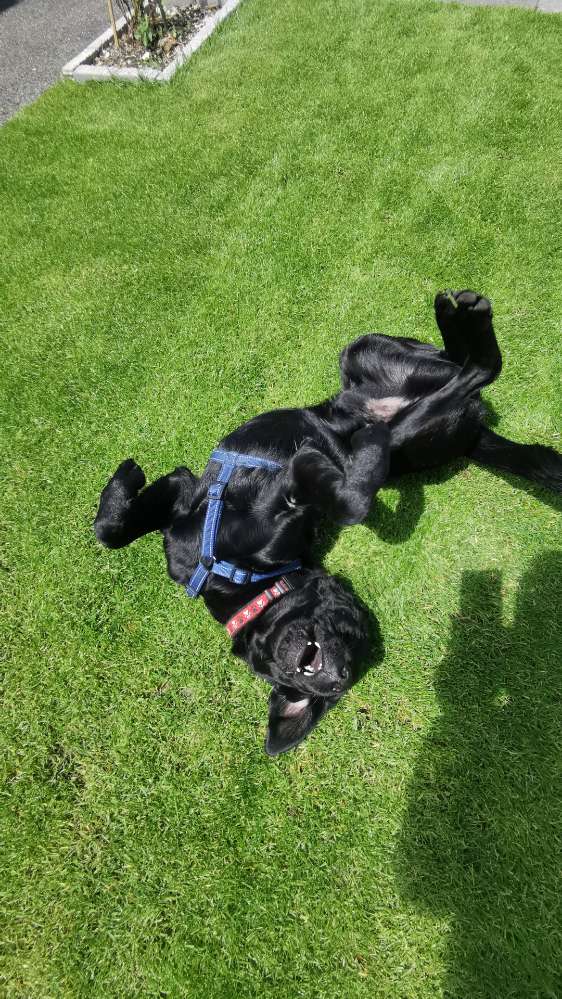 Hundetreffen-Hallo🙃😊👍-Profilbild