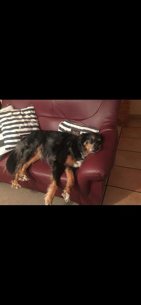 Hundetreffen-Seniorentreff🤣🐶👨🏻‍🦳👵🏻Rosellerheide in Neuss Waldstraße Parkplatz-Profilbild