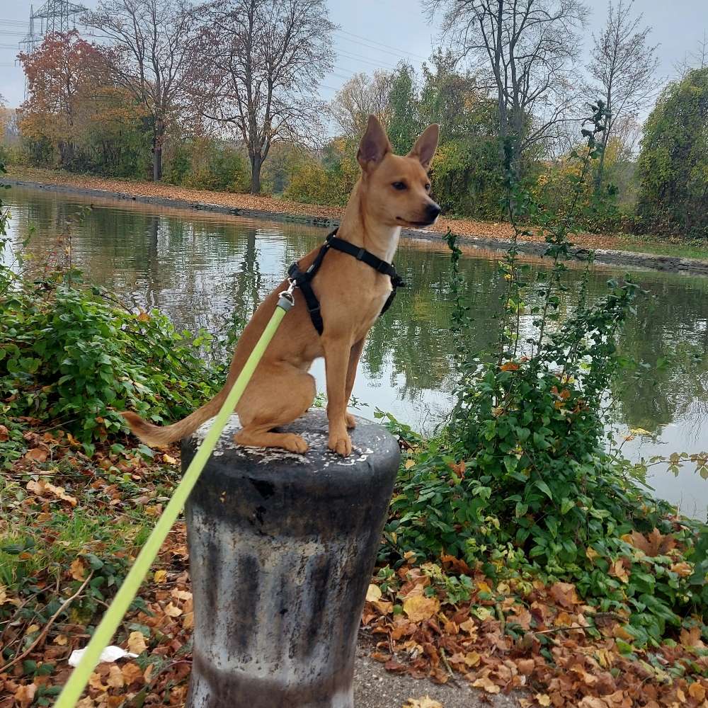 Hundetreffen-Gassirunde rund um Wismar-Profilbild