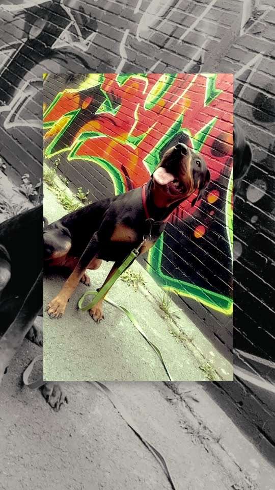 Hundetreffen-Große spiel freunde gesucht-Profilbild