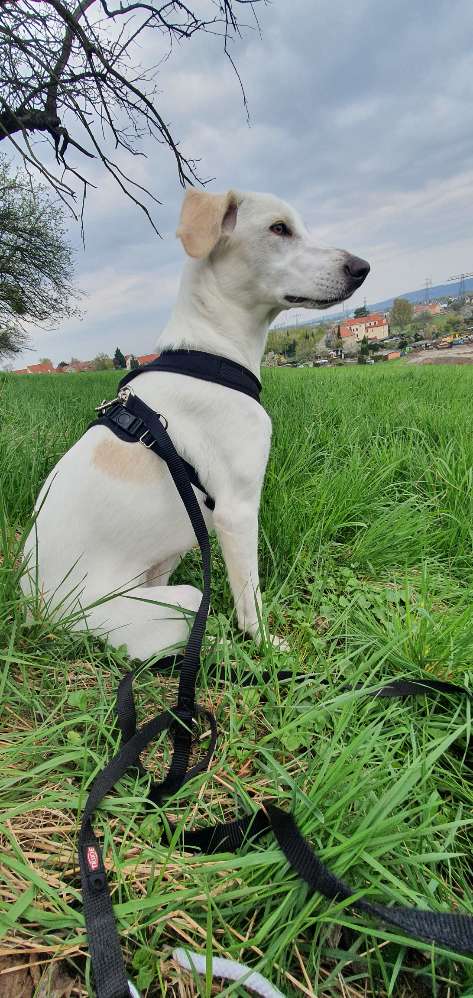 Hundetreffen-Gassirunde für Angsthäsin-Profilbild