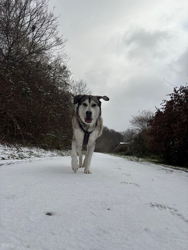 Hundetreffen-Spielpartner gesucht ✨-Profilbild