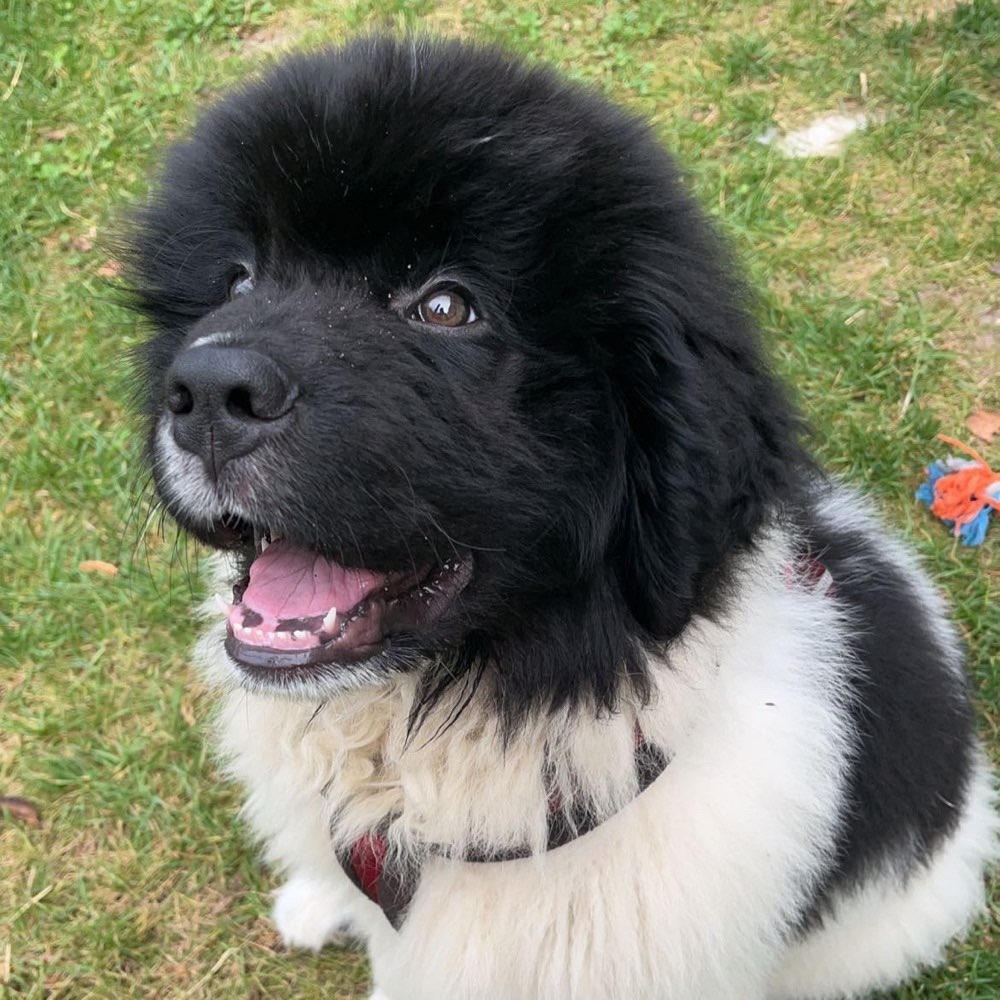 Hundetreffen-Großhunde Gassi- und Spielrunden-Profilbild