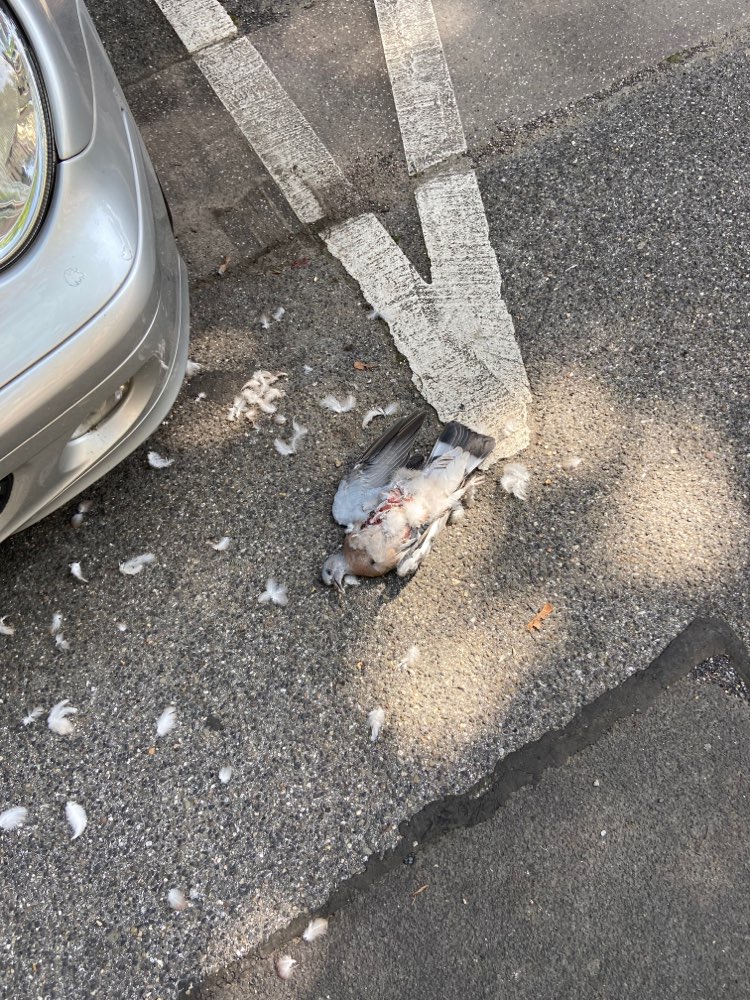 Giftköder-Vogelkadaver-Profilbild