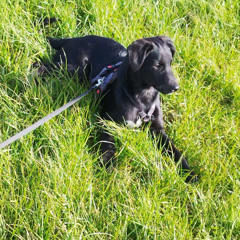 Hundetreffen-Welpen / Junghundetreffen-Profilbild