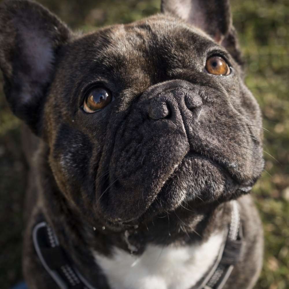 Hundetreffen-Mo sucht Freunde-Profilbild