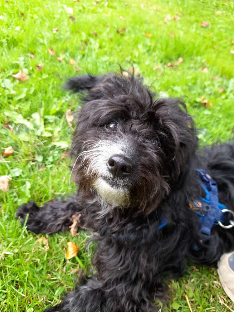 Hundetreffen-Gassirunde zur Gewöhnung-Profilbild